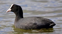 Лишуха гавайська