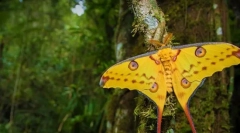 Мадагаскар сатурна