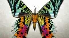 Мадагаскар уран