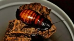 Мадагаскар та його зміст