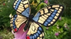 Махаон: опис та спосіб життя