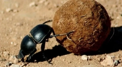 Основні жуки, бронзові та повстанці