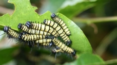 Макроеволюція