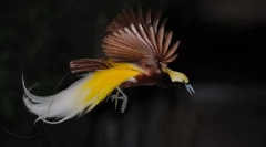 Маленький райський птах