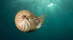 Малакологія