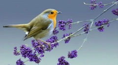 Малінівка (фото): яскраво-червоне місце в лісовому гамма