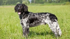 Малий münsterlender