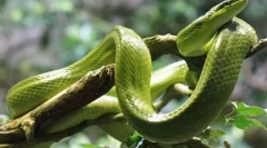 Мамба зелена західна