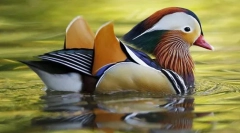 Мандаринка