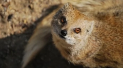 Мангуста (фото): безстрашний мисливець змії