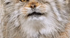 Манул: цікаві факти про степу cat