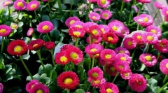 Маргаритка