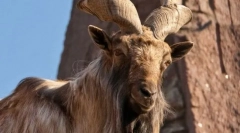 Marhur-vintage козла