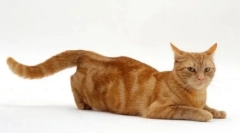 Martov cats: final hunting