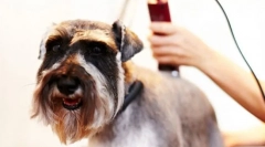 Стрічка собака: корисний шліфувальний інструмент вдома