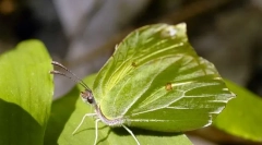 Маскування комах