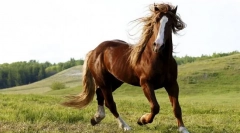 Покісні коні