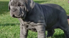 Мастиф: старі таймери собаки (9 фотографій)