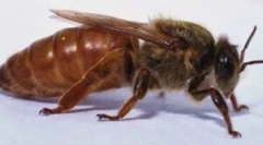 Матерія у бджіл: сенс і спосіб життя