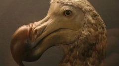 Маврикій дрон