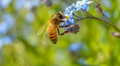 Медоносна бджола