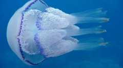 Медуза кутона