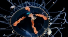 Медуза хрест