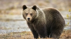 Несе євразія