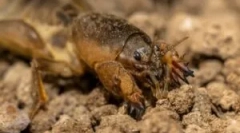 Медведька: опис та спосіб життя