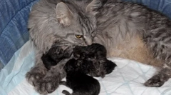 Maine-kun: особливості породи