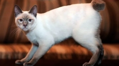Mekong bobtail (фото): екзотичний тайський кіт з коротким хвостом