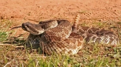 Мексиканський ramucker