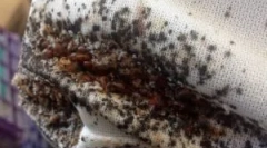 Заходи запобігання від клопів у квартирі