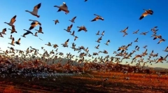 Міграція птахів