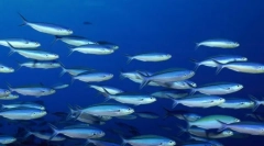 Міграційна риба