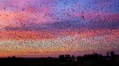 Мігруючі кажани на фотографіях волі carrard lucas (16 фотографій)