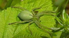 Мікромат зеленуватий