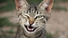 Імітувати і кіт жести