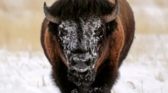 Світ тварин у фотографіях (15 фото)