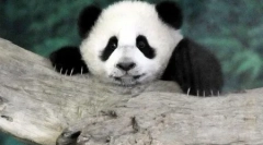 Світ тварин у фотографіях (15 шт.)