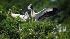 Світ тварин у фотографіях (18 шт.)
