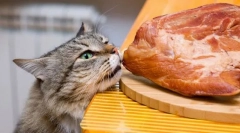 М'ясо для кішки