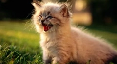 Meow на 10 мовах: як говорити кішки в різних країнах