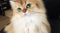 Mewowing stars instagram