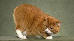 Мск: повноцінний кіт без хвоста