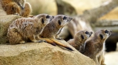 Ссавці. Будівництво та особливості