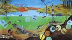 Різноманітність організмів. Основи систематики