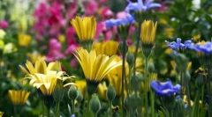 Різноманітність рослин. Класифікація