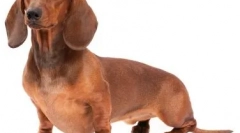 Модні породи собак у 2019 році: мода вимагає жертв