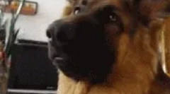 Модні породи собак